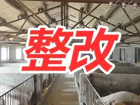 中央环保督察“回头看”| 普宁市及时清理拆除猪舍 提前完成整改